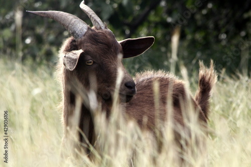Brown goat behind grass