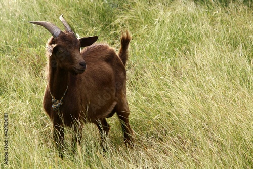 Brown goat in field of grass