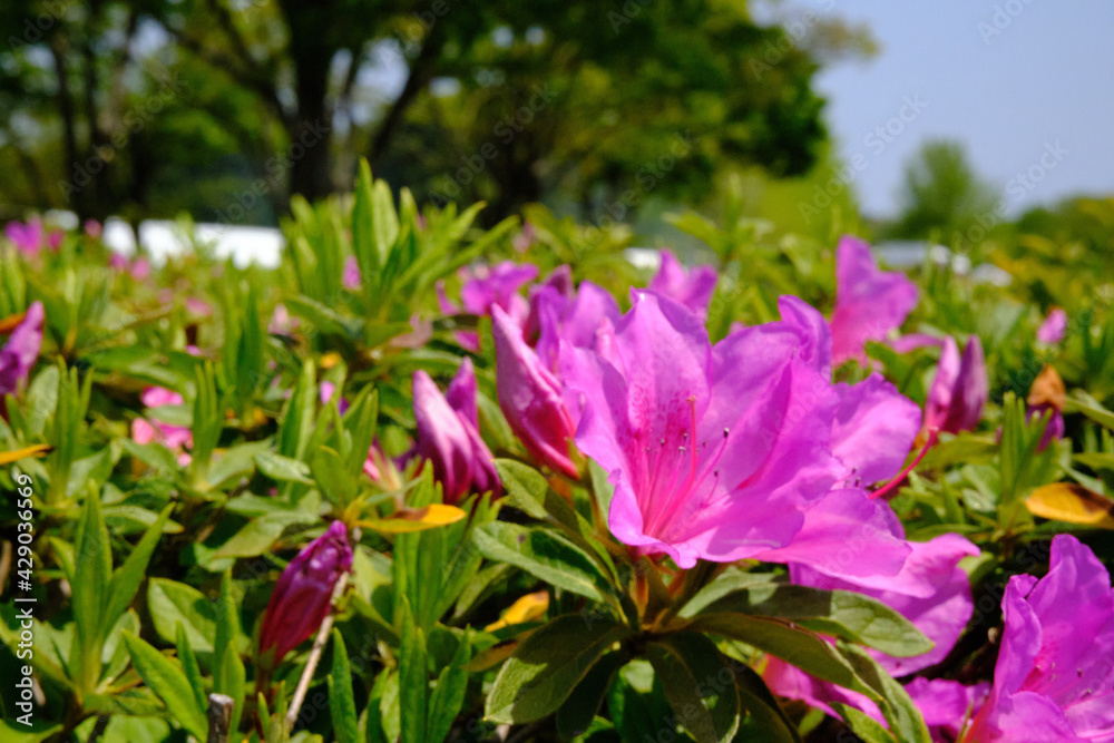 茨城県にある国営ひたちなか海浜公園でネモフィラが満開に咲き誇っていた風景を中心に一コマづつ納めました。