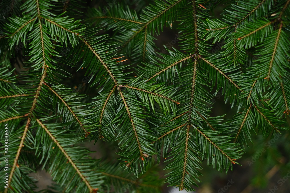 Natural background of green pine branches Natural background of green pine branches