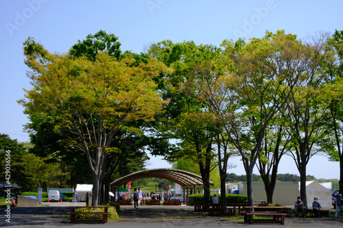 茨城県にある国営ひたちなか海浜公園でネモフィラが満開に咲き誇っていた風景を中心に一コマづつ納めました。
