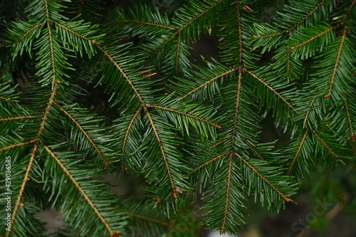 Natural background of green pine branches