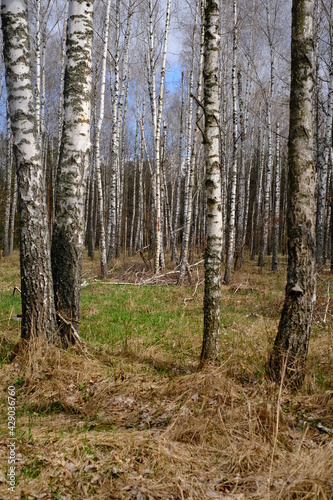 Birch grove, in autumn on a sunny day