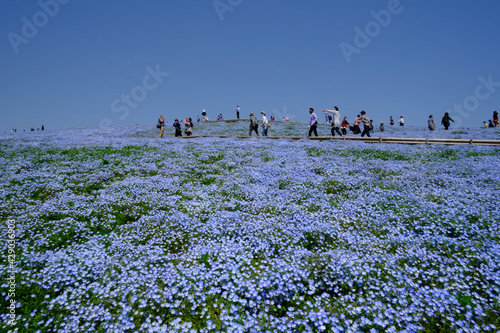 茨城県にある国営ひたちなか海浜公園でネモフィラが満開に咲き誇っていた風景を中心に一コマづつ納めました。