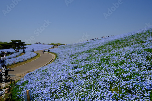 茨城県にある国営ひたちなか海浜公園でネモフィラが満開に咲き誇っていた風景を中心に一コマづつ納めました。