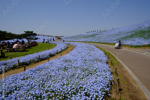 茨城県にある国営ひたちなか海浜公園でネモフィラが満開に咲き誇っていた風景を中心に一コマづつ納めました。