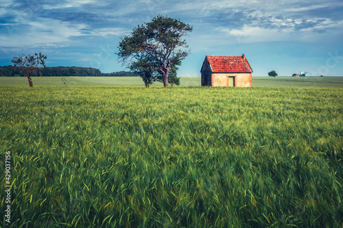 Rural house in a wheat field