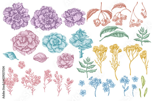 Vector set of hand drawn pastel wax flower, forget me not flower, tansy, ardisia, brassica, decorative cabbage