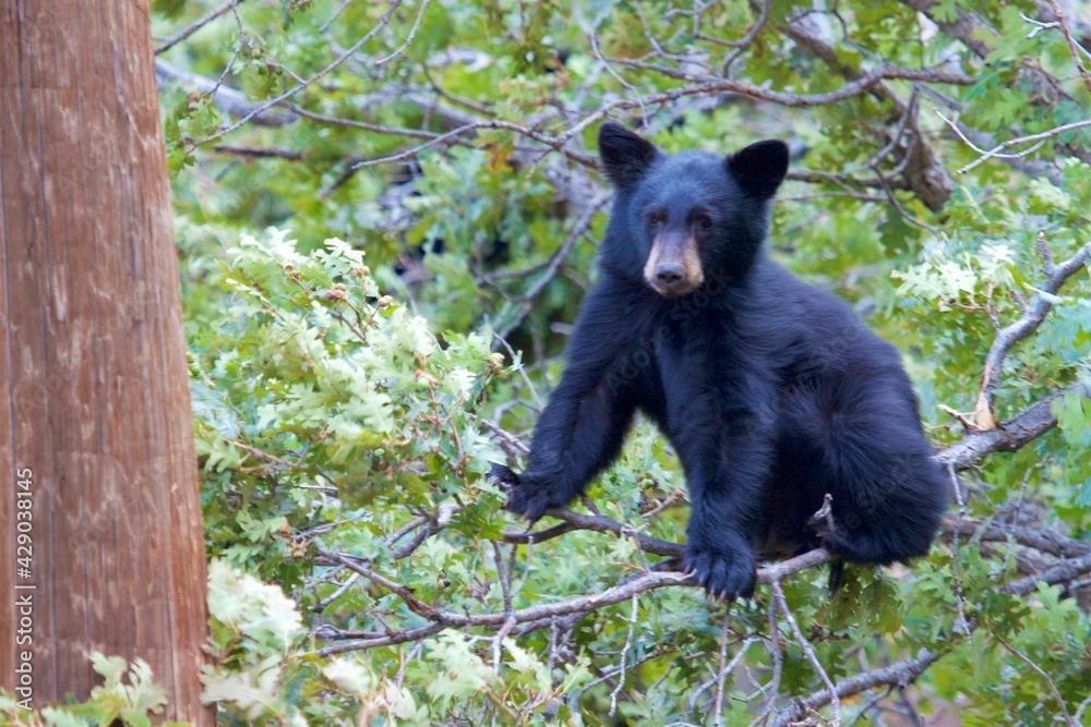Obraz premium black bear cub in a tree