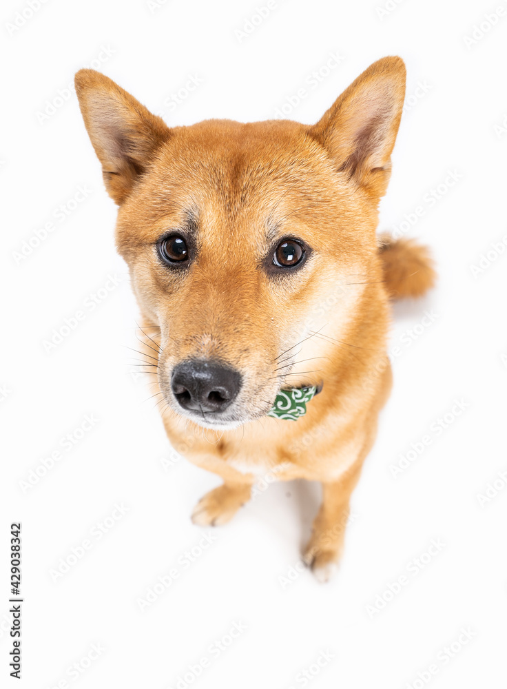 Cute adorable dog Shiba Inu looks guilty, shy, timid and defenseless. Top view from above. Sitting on white background. looking at camera. Full length. Funny pets theme photos