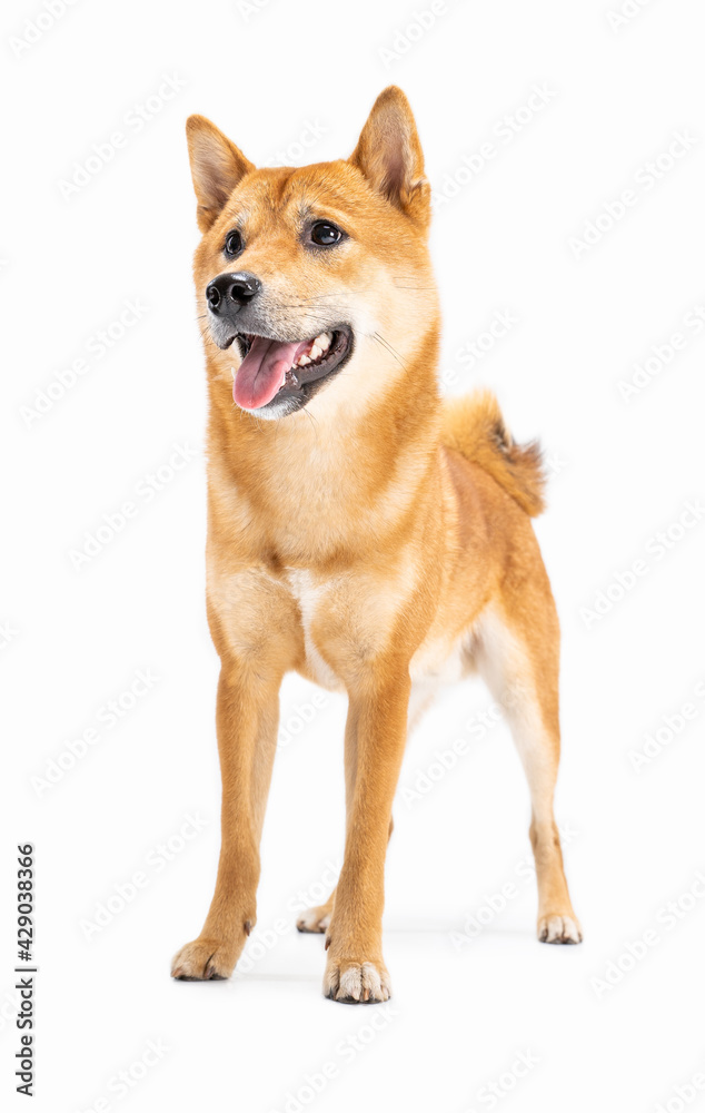Beautiful young dog Shiba Inu on white background. Full length. Active good posture with long legs smiling interested face waiting for play looking side. Happy pet theme 