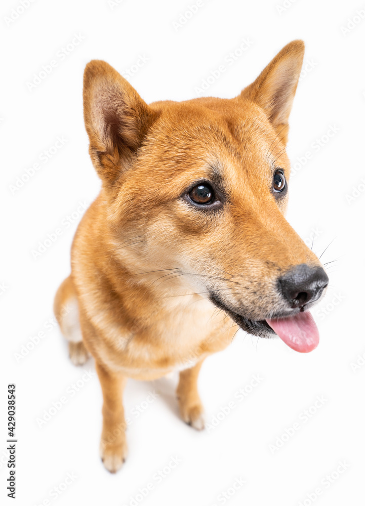 Dog tongue out. Teasing prank silly funny dog Shiba Inu sitting on white background. Adorable young active dog. wide angle lens.   thoughtful look toward. Happy funny animals theme. 