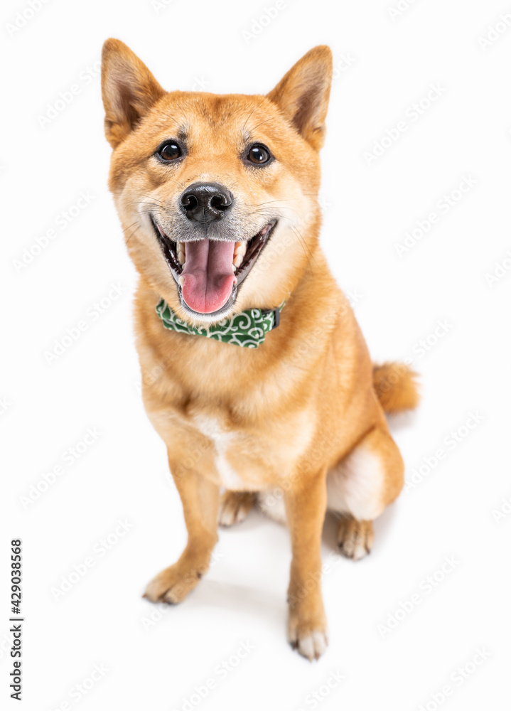 Happy pet smiling dog Shiba Inu sitting on white background, looking at camera and smiling smile broadly. sincere open positive emotions. Pet accessory green bow on the neck. Silly funny look