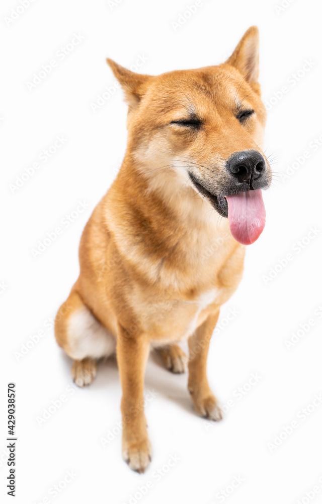 funny dog Shiba Inu white background sitting full length with tongue out and closed eyes. happy teasing prank. Silly animal photo theme. Adorable pets positive emotions expresses disgust or irritation