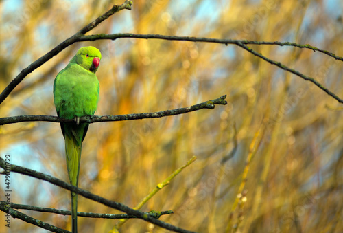 Canvas Print Green Ring necked parakeet perched on a tree branch with a natural sunlit backgr