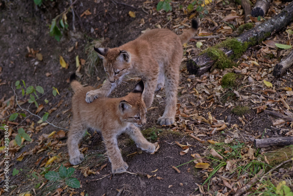 Obraz premium Lynx boréals juvéniles