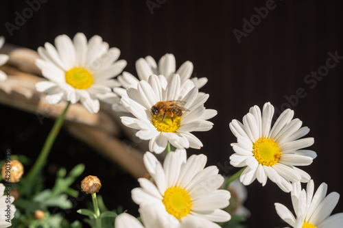 Wild bee collecting flower nectar on a daisy flower