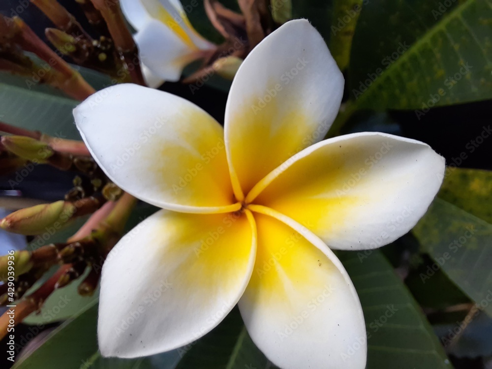 Fototapeta premium Close up of frangipani flowers that are in bloom