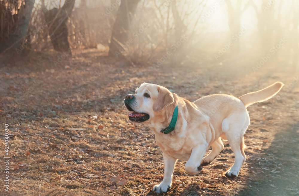 colorful thoroughbred yellow labrador in the forest