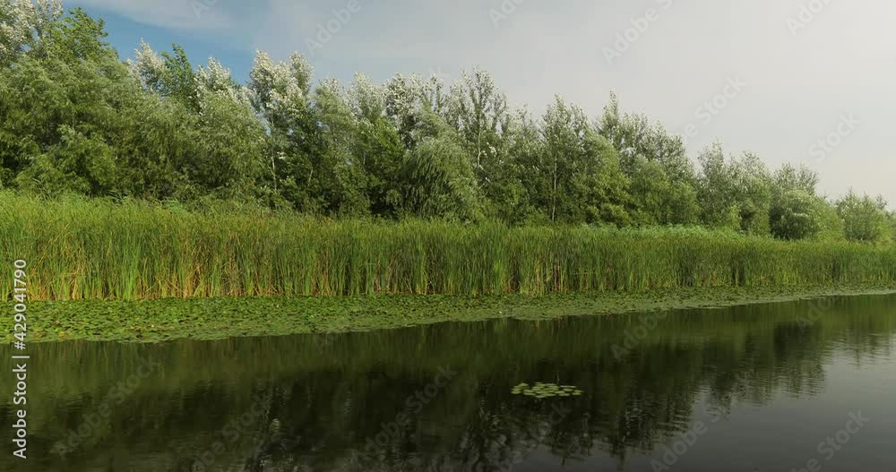 Water surface waving with plants and reed Water surface waving with plants and reed