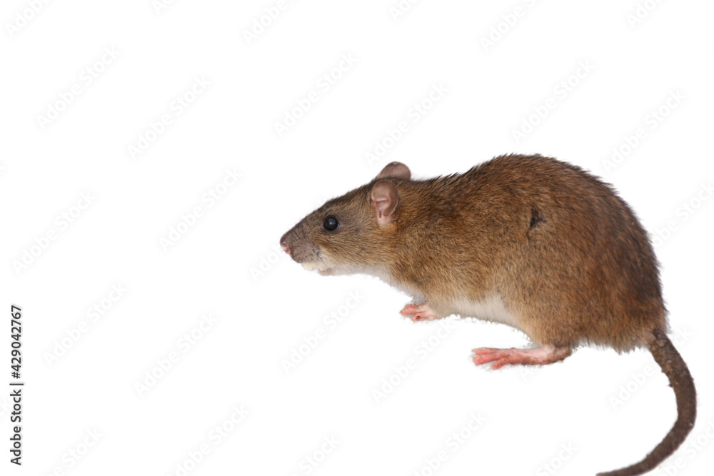 Wild gray rat with a piece of bread in its mouth isolated on white background with place for text Wild gray rat with a piece of bread in its mouth isolated on white background with place for text