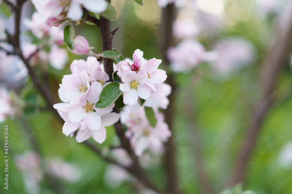 Apple tree white flowers and leaves on spring time