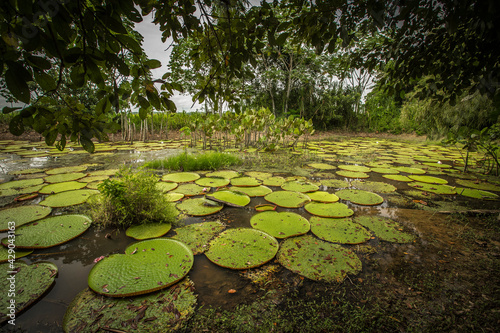 Fototapeta Naklejka Na Ścianę i Meble -  Landscapes of the Peruvian Amazon Rainforest