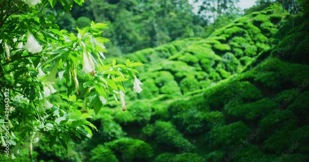 Angel’s Trumpet Flower at The Cameron Highlands, Malaysia
