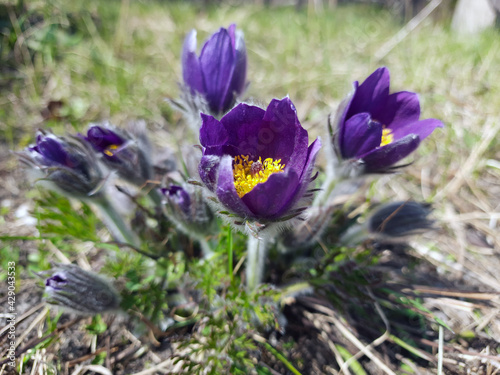 spring awakening flower meadow Prasquier