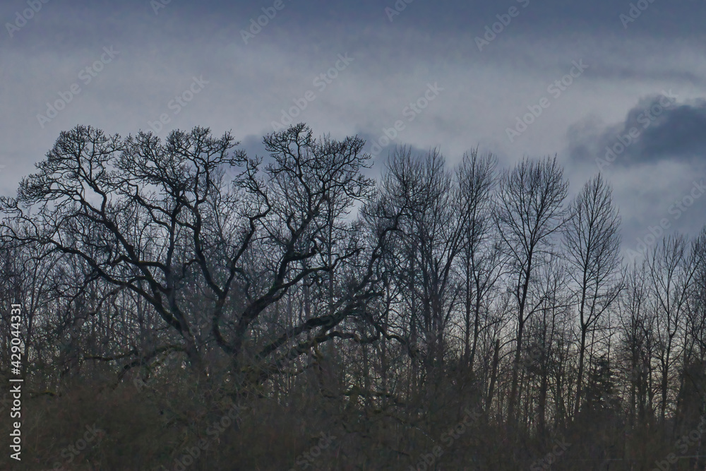 tall trees against cloudy sky with no leaves