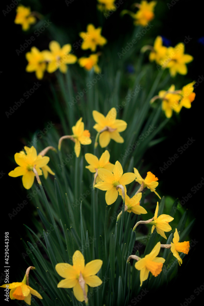 Colorful spring flowers on nature background Colorful spring flowers on nature background