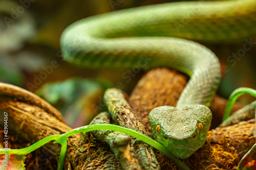 Asian palm pit viper Trimeresurus and yellow eyes crawling towards the camera, green poisonous snake photo
