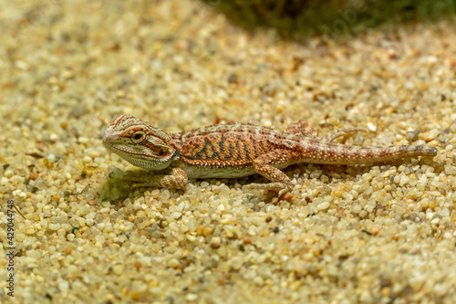 Little lizard on the sand, baby iguana, amphibian looking at the camera