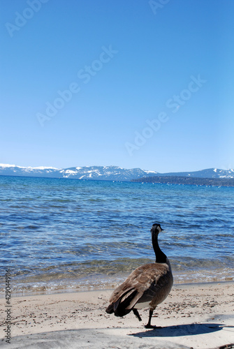 Canadian goose on the beach in Lake Tahoe.