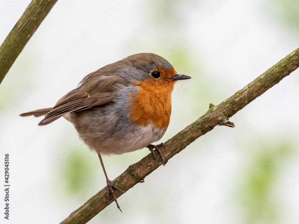 Rotkehlchen Rotkehlchen