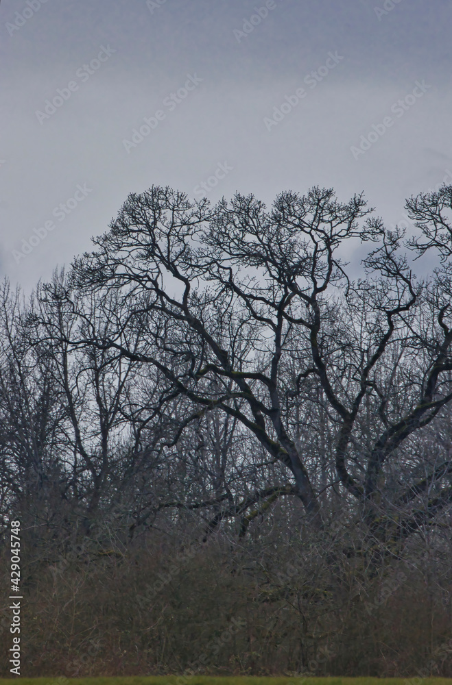 tall trees against cloudy sky with no leaves