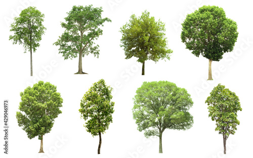 set of green trees side view isolated on white background for landscape and architecture layout  elements for garden  