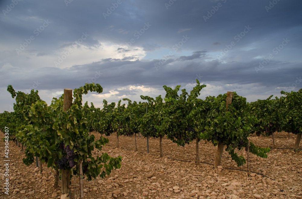 Red grape vineyard with clouds in the sky