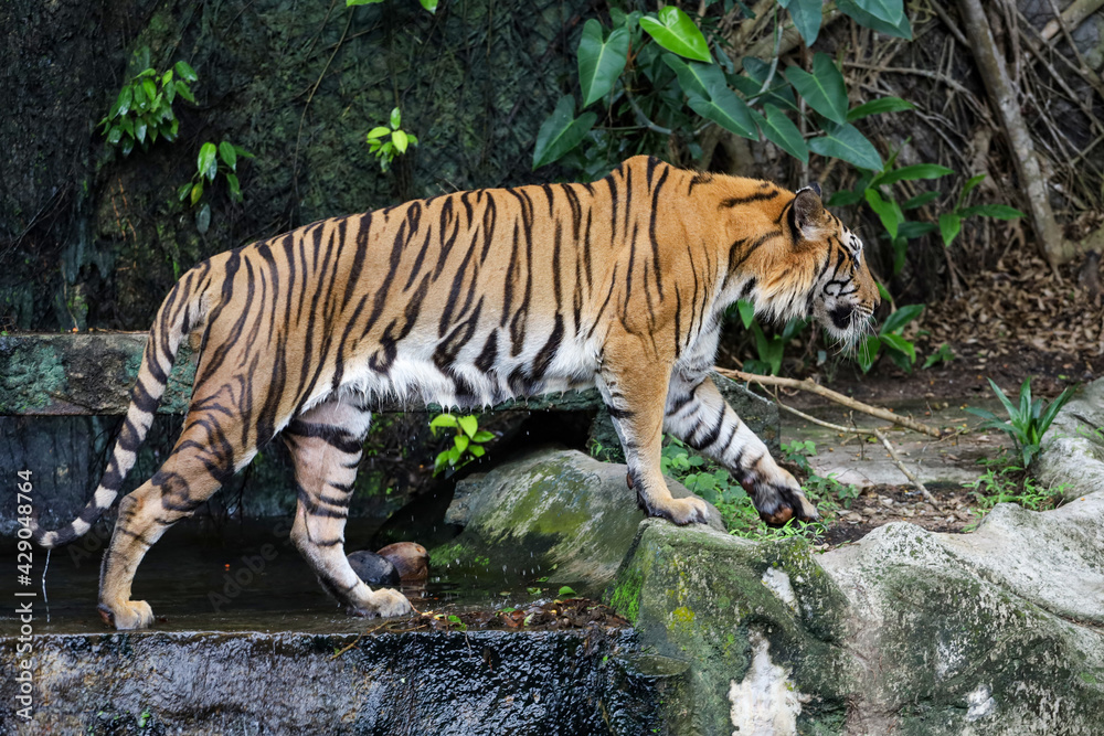 Fototapeta premium Close up bengal tiger is beautiful animal and dangerous in forest