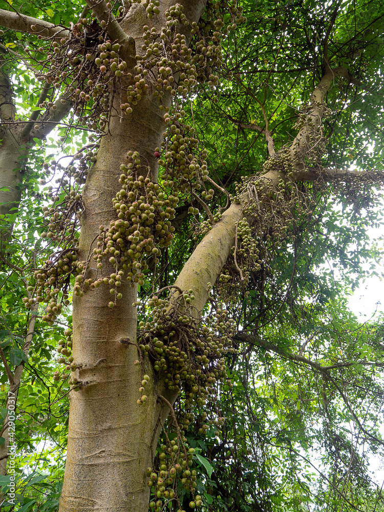 Fototapeta premium a lot of raw fruit of Fig fruit forest, Ficus Racemosa, Fig on tree nature, Fig green in Thailand forest.