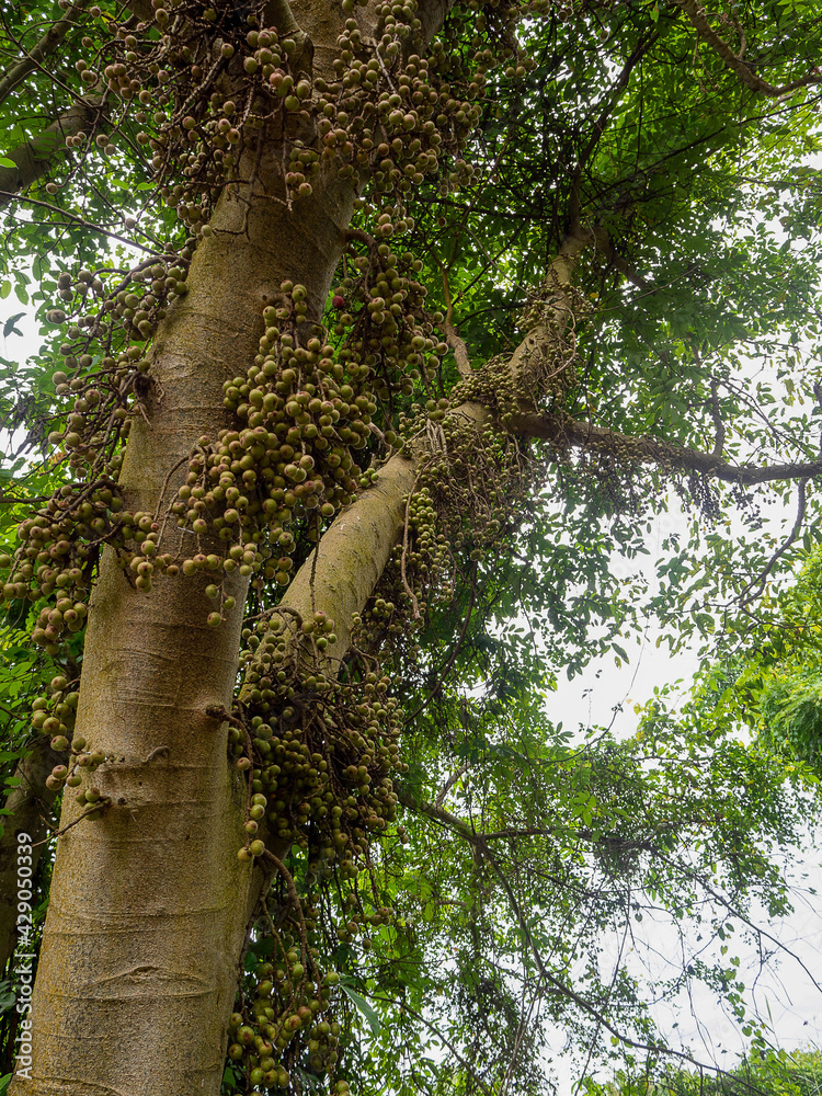 Fototapeta premium a lot of raw fruit of Fig fruit forest, Ficus Racemosa, Fig on tree nature, Fig green in Thailand forest.