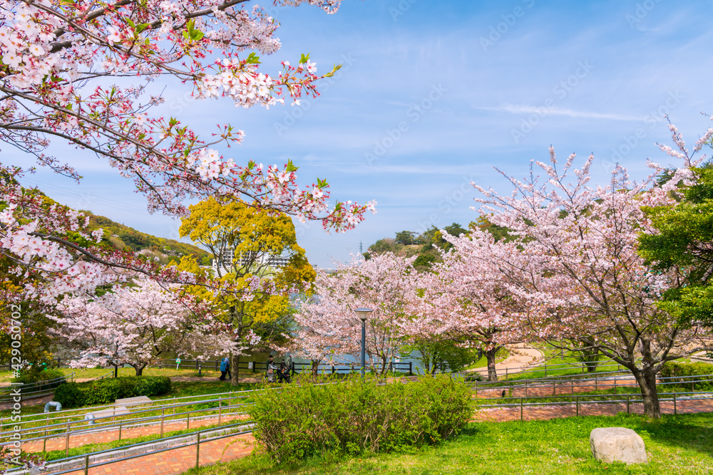 北九州市民のオアシス,　春の福岡県が管理する中央公園