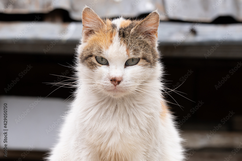 cat in the shelter, stray cat cat in the shelter, stray cat