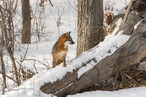 Grey Fox (Urocyon cinereoargenteus) Steps Up Snowy Log Winter photo