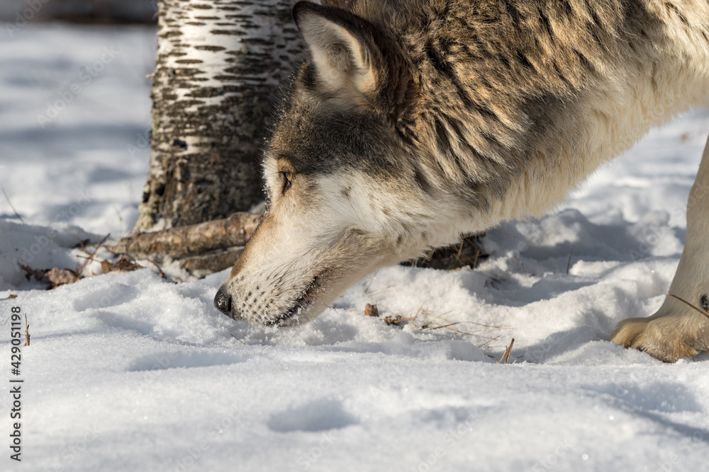 Grey Wolf (Canis lupus) Nose to Snow Left Winter