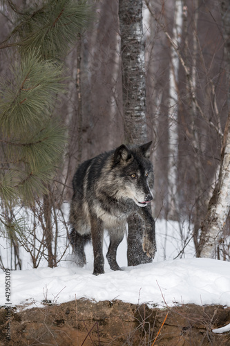 Black Phase Grey Wolf (Canis lupus) Steps Across Snow Covered Rock Winter © geoffkuchera