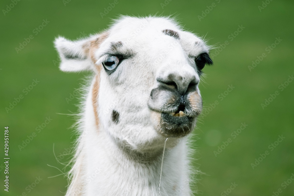 Fototapeta premium Goofy llama looking into the camera and dribbling