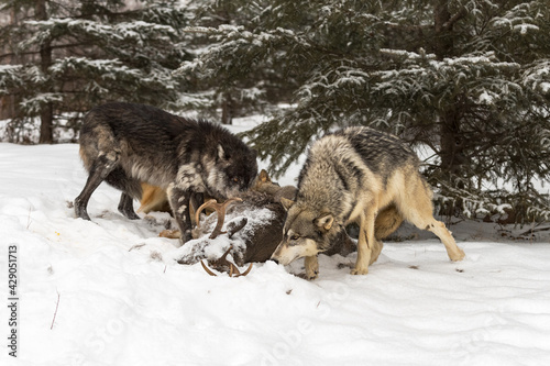 Grey Wolf Pack (Canis lupus) Sniffs at White-Tail Deer Carcass Winter © geoffkuchera
