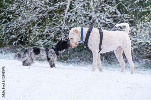  two dogs toouching noses in the snow