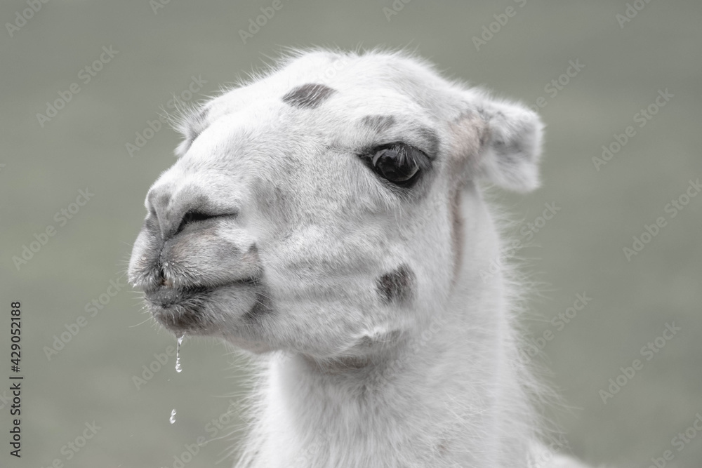 Fototapeta premium Drooling goofy llama